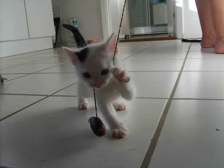 Blanding af racer Chanel billede 5