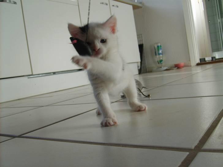 Blanding af racer Chanel billede 6