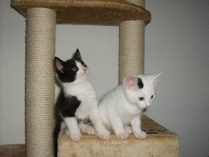 Blanding af racer Chanel - Chanel med lillesøster Ellie billede 7