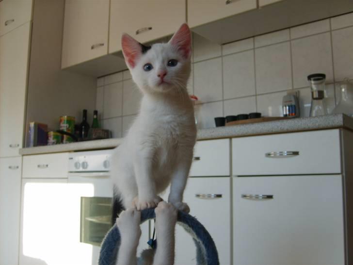 Blanding af racer Chanel billede 8