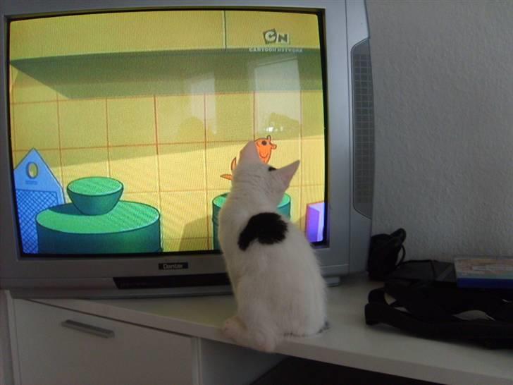 Blanding af racer Chanel - Chanel ser lige lidt Tom og Jerry.. billede 9