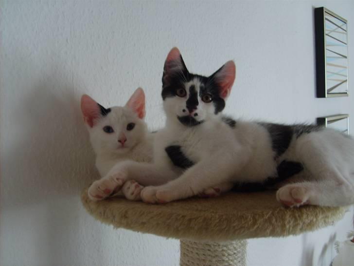 Blanding af racer Chanel billede 11