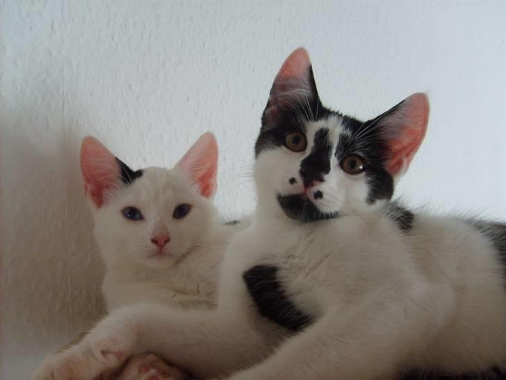 Blanding af racer Chanel billede 12