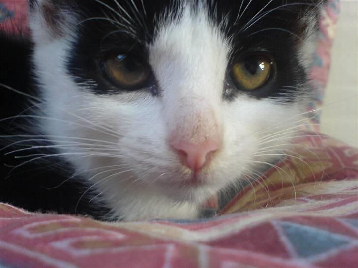 Huskat mogson-DØD- Savn billede 6