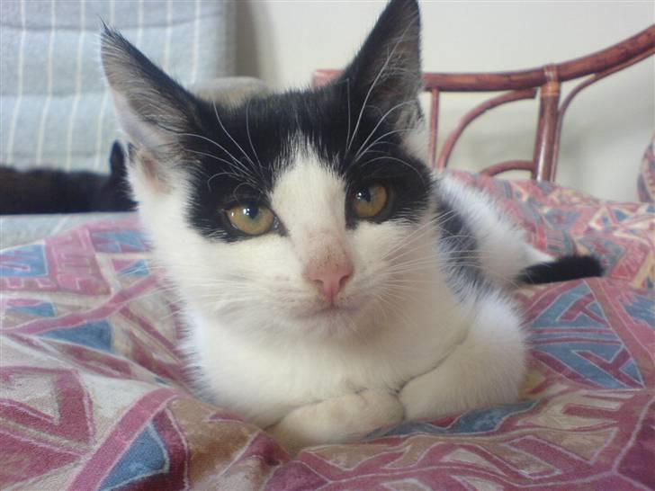 Huskat mogson-DØD- Savn billede 7