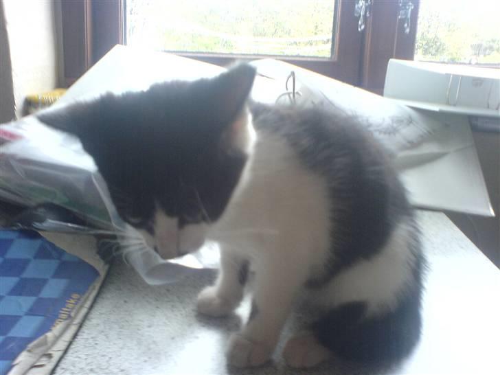 Huskat mogson-DØD- Savn billede 8