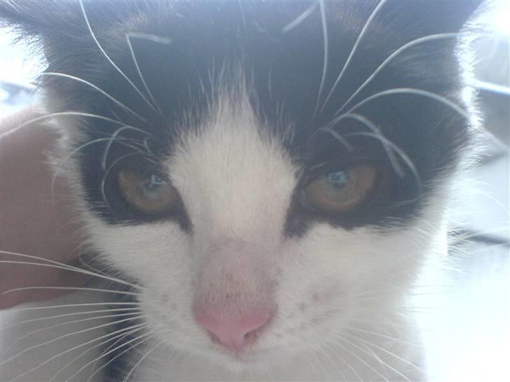 Huskat mogson-DØD- Savn billede 9