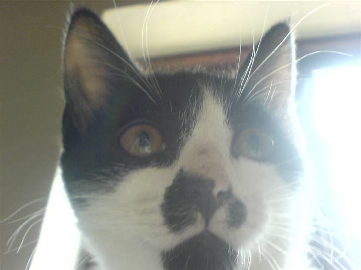 Huskat bohh Aflivet  billede 6