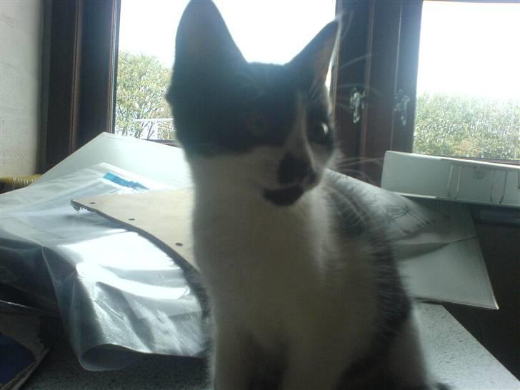 Huskat bohh Aflivet  billede 7