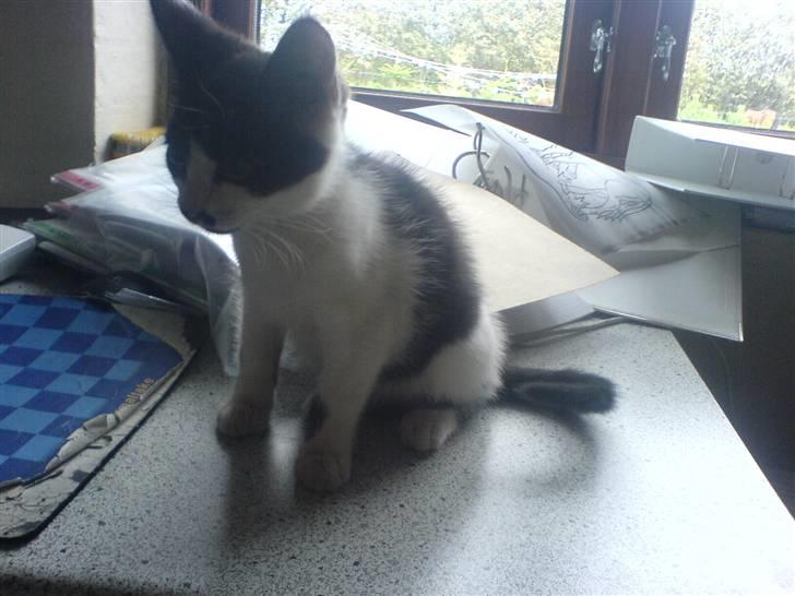 Huskat bohh Aflivet  billede 8