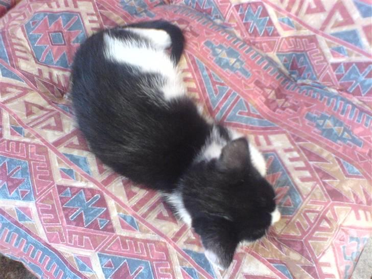 Huskat bohh Aflivet  billede 9