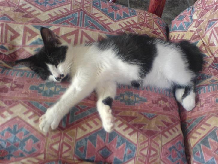 Huskat bohh Aflivet  billede 10