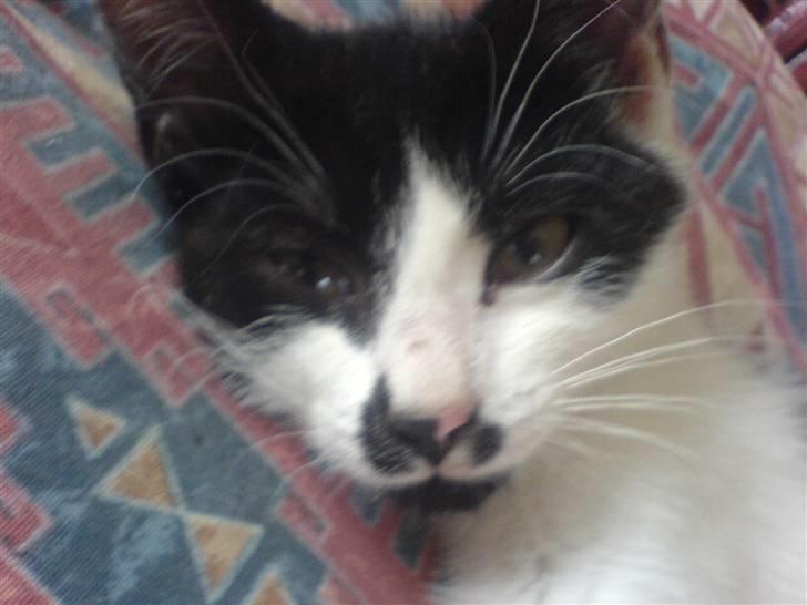 Huskat bohh Aflivet  billede 11