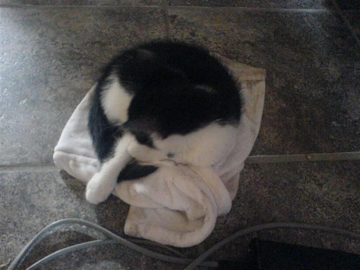 Huskat bohh Aflivet  billede 12