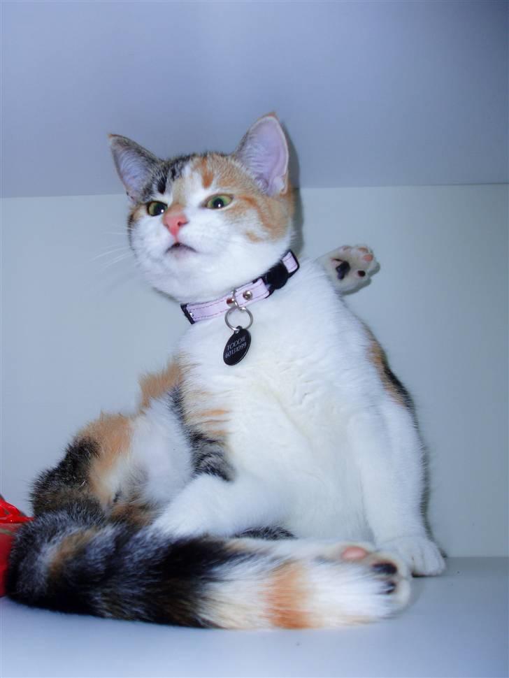 Huskat Amili (Mille) - Smukke Amili som vi kender hende bedst :b <3 billede 1