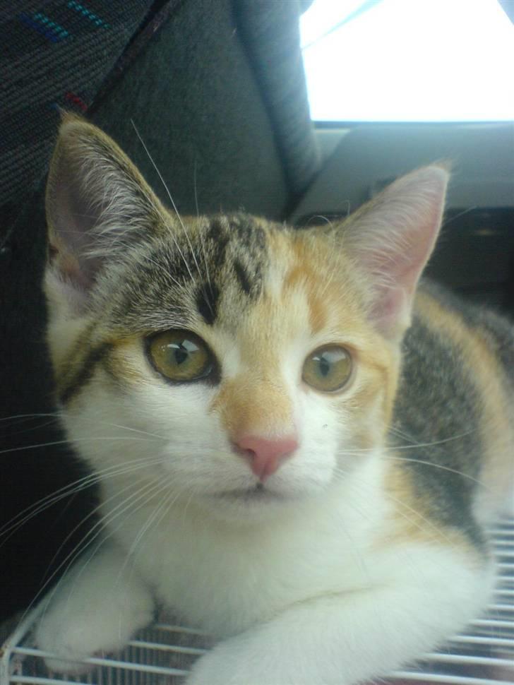 Huskat Amili (Mille) - Mille 12 uger, og på vej hjem :) billede 2