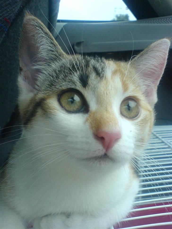 Huskat Amili (Mille) - Mille 12 uger, og på vej hjem :) billede 3