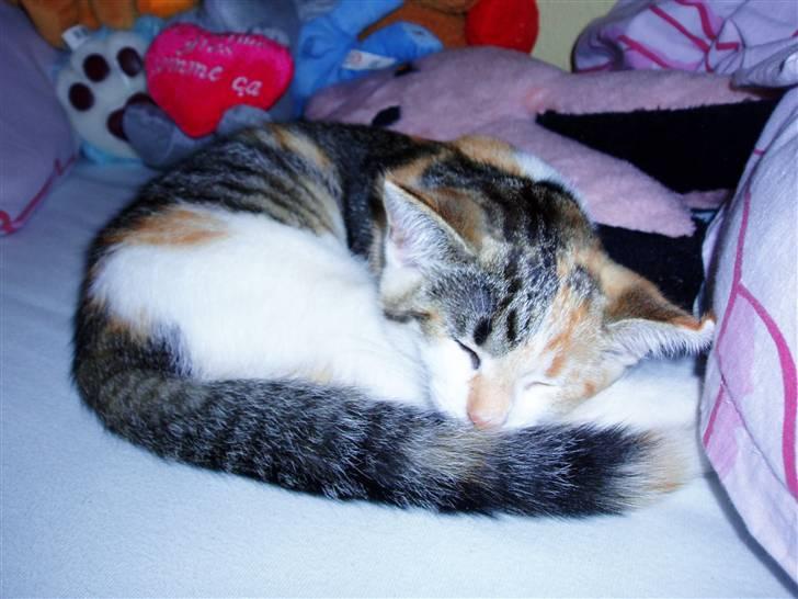 Huskat Amili (Mille) billede 4