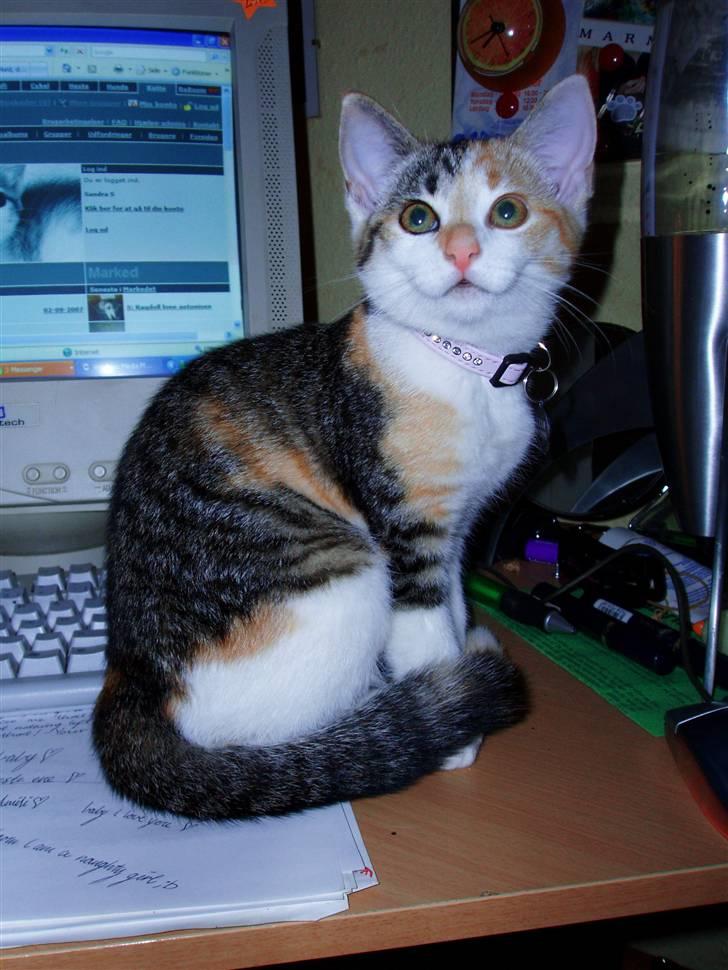 Huskat Amili (Mille) billede 5