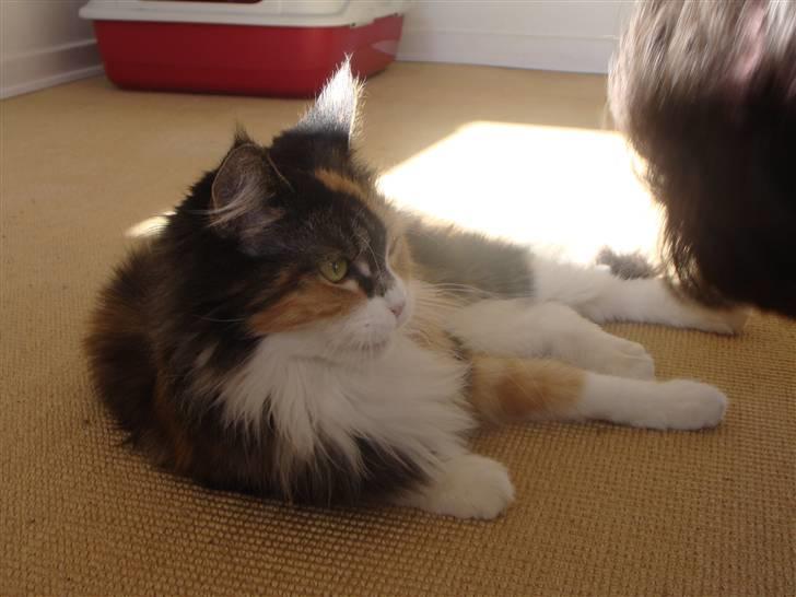 Maine Coon Sally R.I.P - Sally 3år billede 4