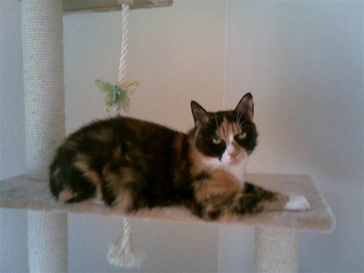 Huskat Molly billede 1