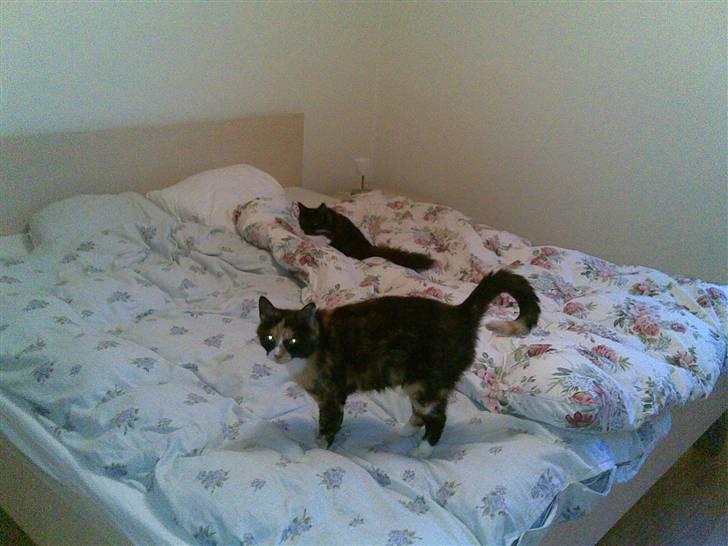 Huskat Molly billede 2