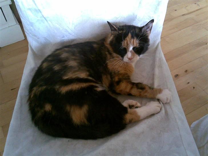 Huskat Molly billede 3