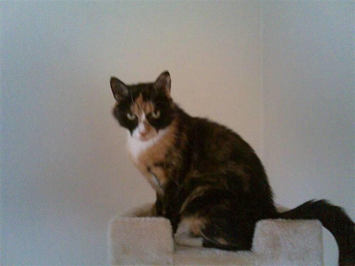 Huskat Molly billede 4