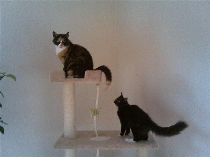 Huskat Molly billede 6