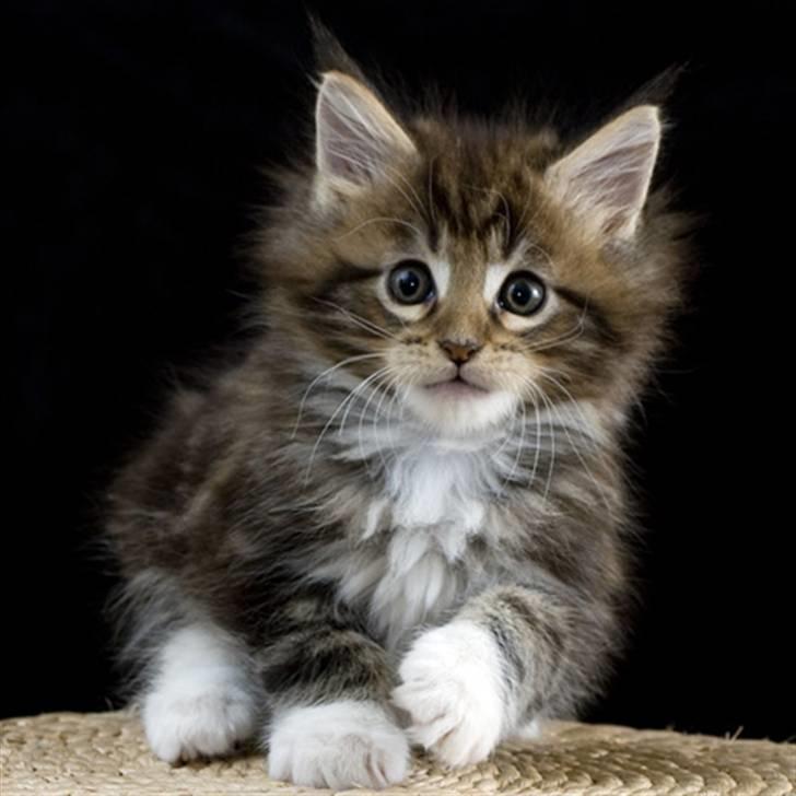 Maine Coon Ares billede 2