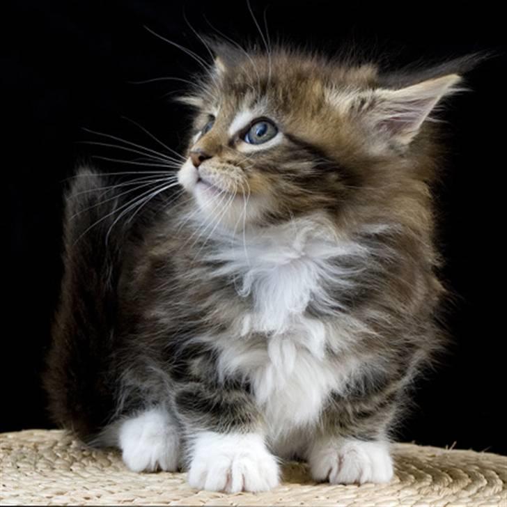 Maine Coon Ares billede 3