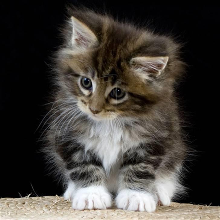 Maine Coon Ares billede 4