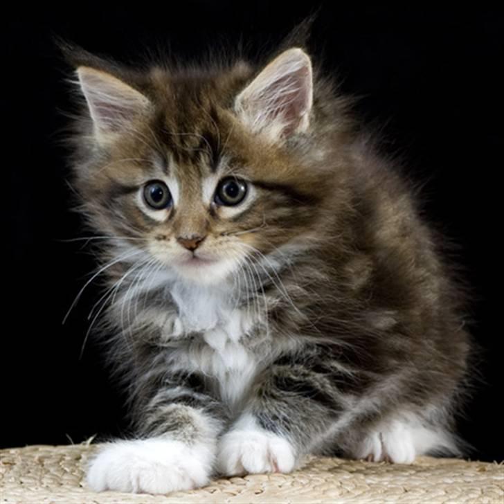 Maine Coon Ares billede 5