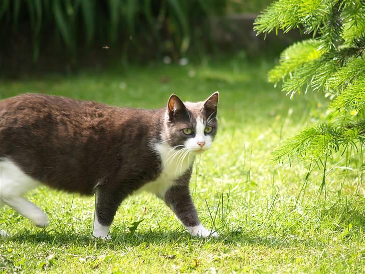 Huskat Gråmisser Død R.I.P. - en varm sommer dag 2007. billede 13