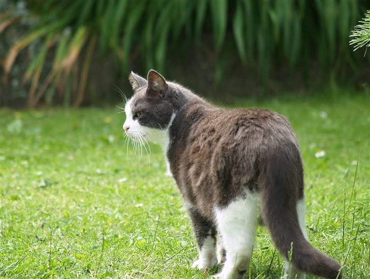 Huskat Gråmisser Død R.I.P. - Endnu en varm sommer dag 2007 billede 14