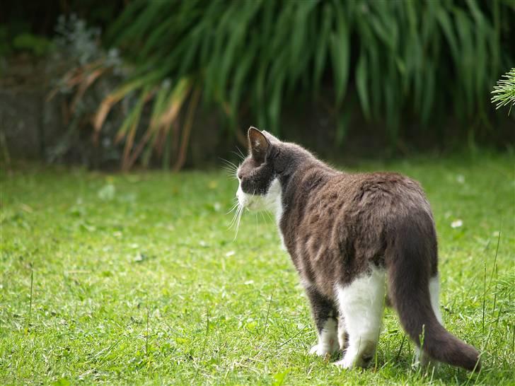 Huskat Gråmisser Død R.I.P. - Igen er varm sommer dag 2007 billede 15