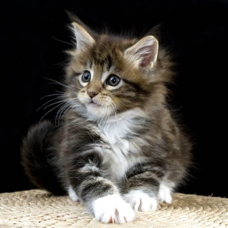 Maine Coon Ares billede 6