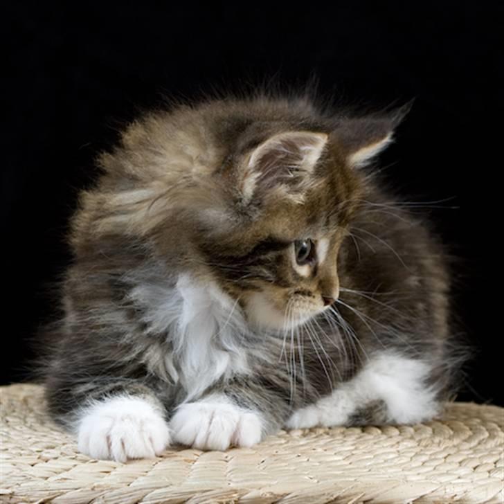 Maine Coon Ares billede 7