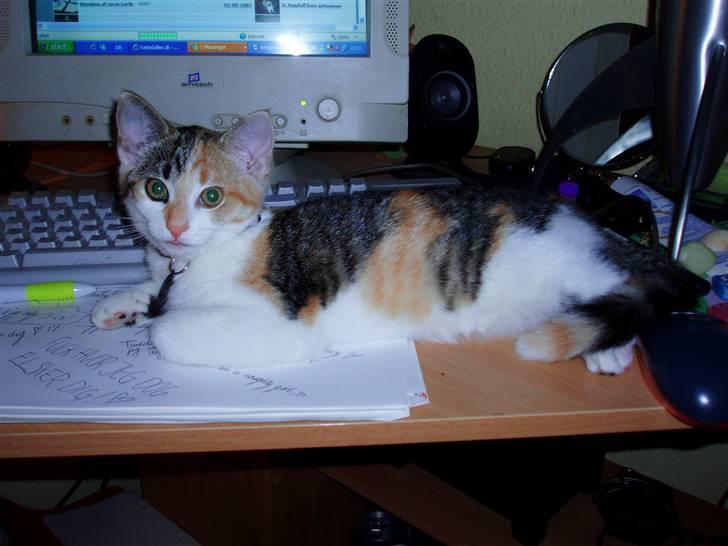 Huskat Amili (Mille) - Amili har fundet hendes yndlingssted :) billede 6