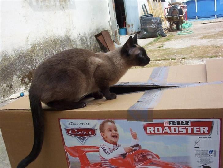 Siameser Sofia billede 1