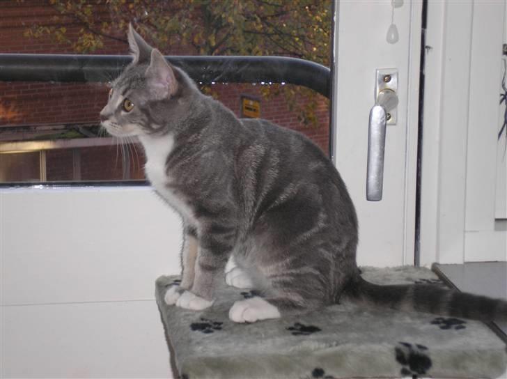 Huskat Carmen billede 1