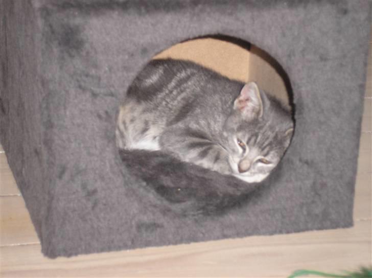 Huskat Carmen billede 2