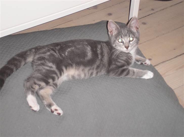 Huskat Carmen billede 3