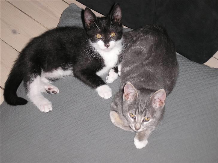 Huskat Carmen billede 4