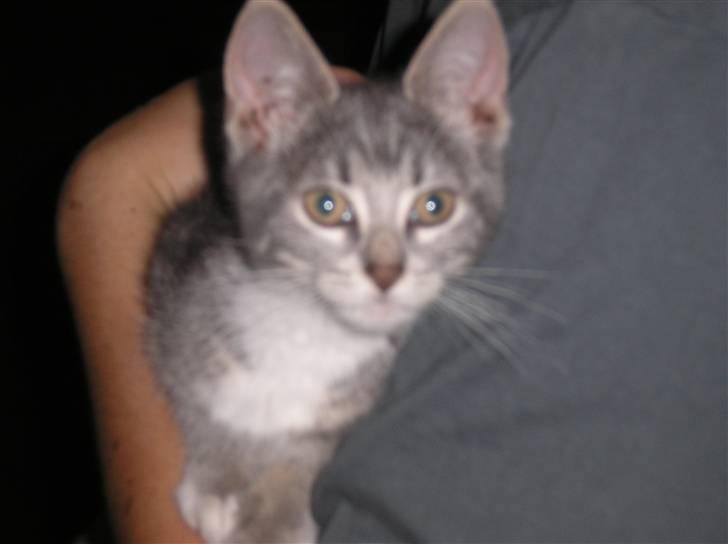 Huskat Carmen billede 5