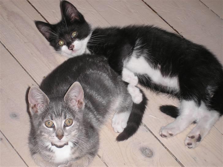 Huskat Carmen billede 6