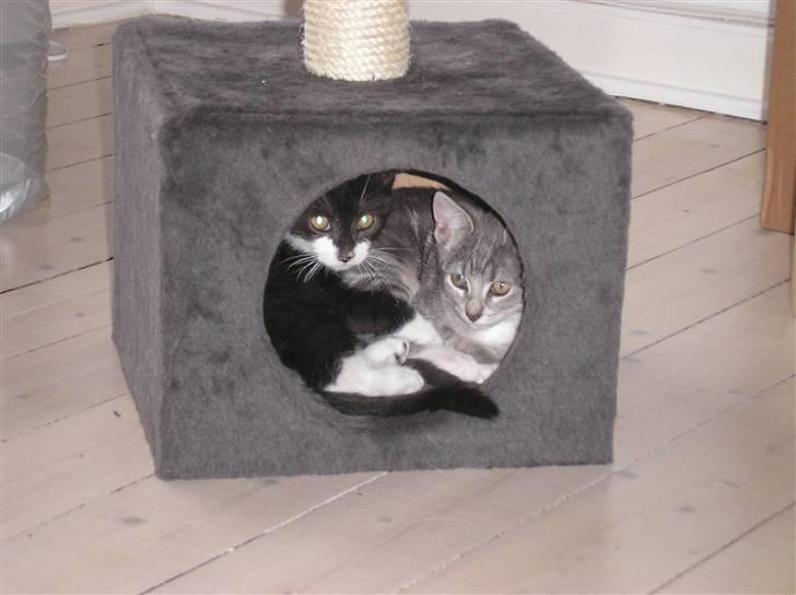 Huskat Carmen billede 7