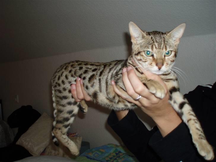 Bengal Cleo - se mig lige! billede 1