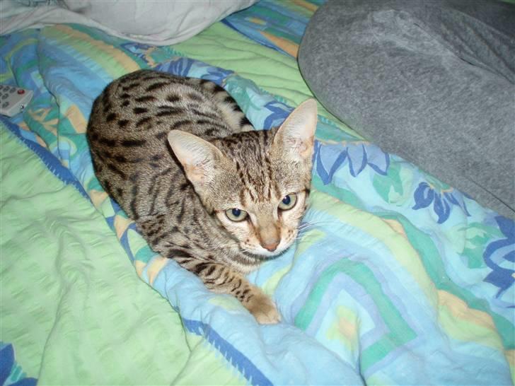 Bengal Cleo - min smukke tøs:-) billede 2