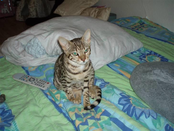 Bengal Cleo - sidder lige og se fjernsyn:-) billede 3